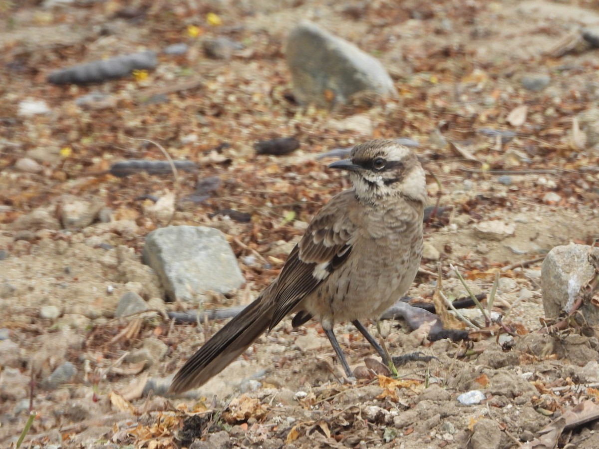 Long-tailed Mockingbird - ML638611469