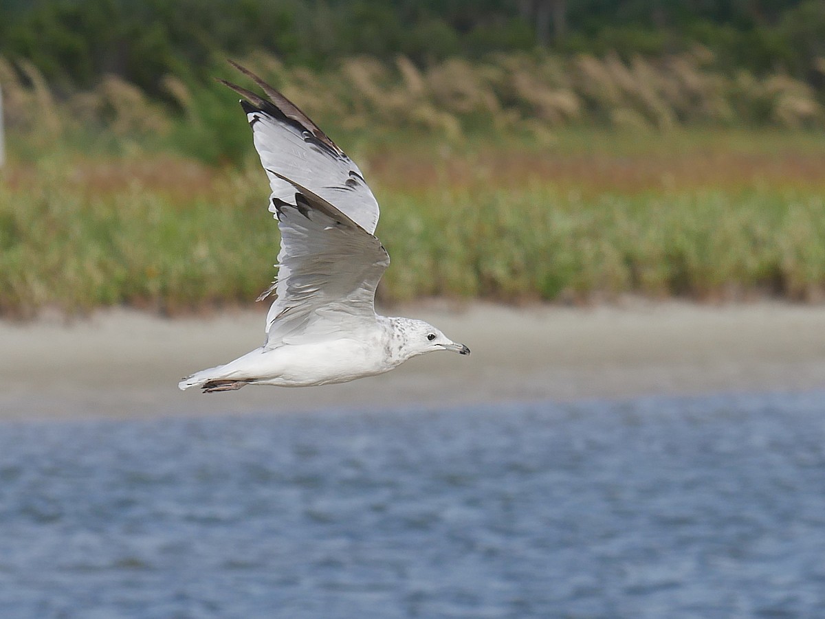 Ring-billed Gull - ML638611484
