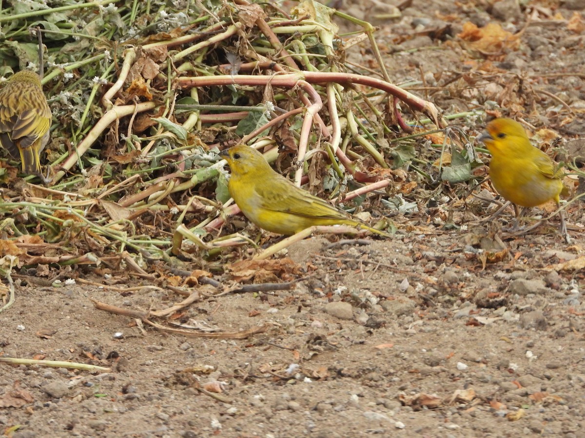 Saffron Finch - ML638611485