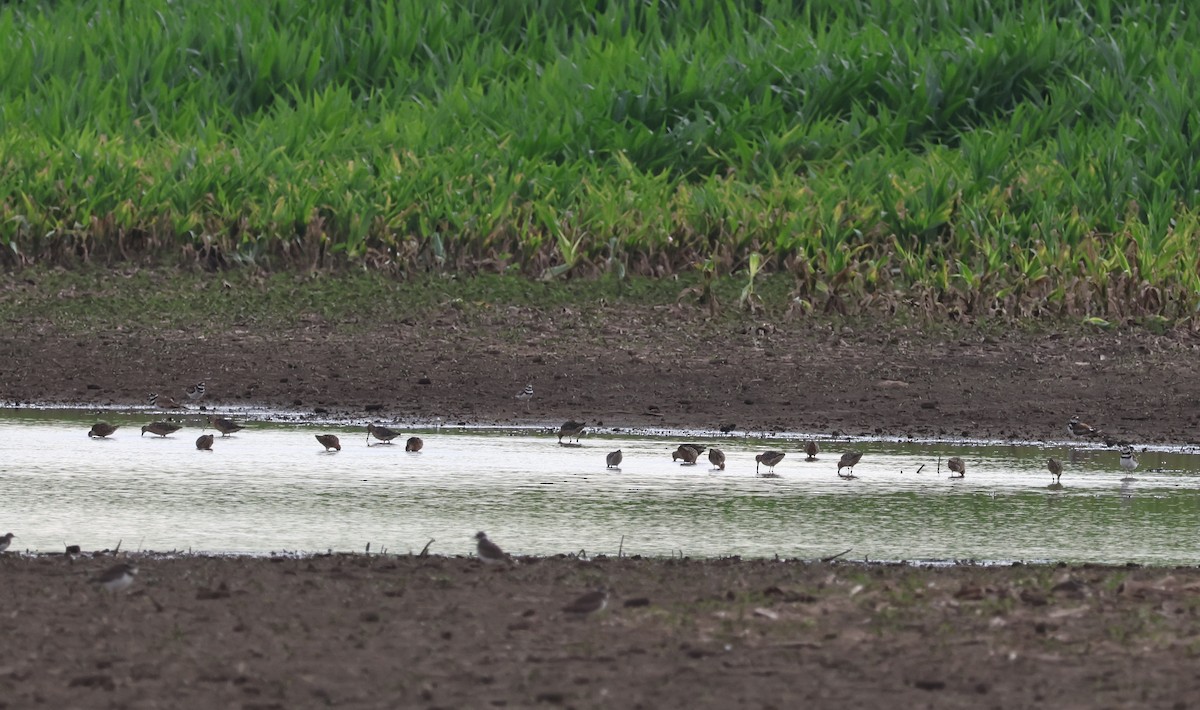 Short-billed Dowitcher - ML638611515