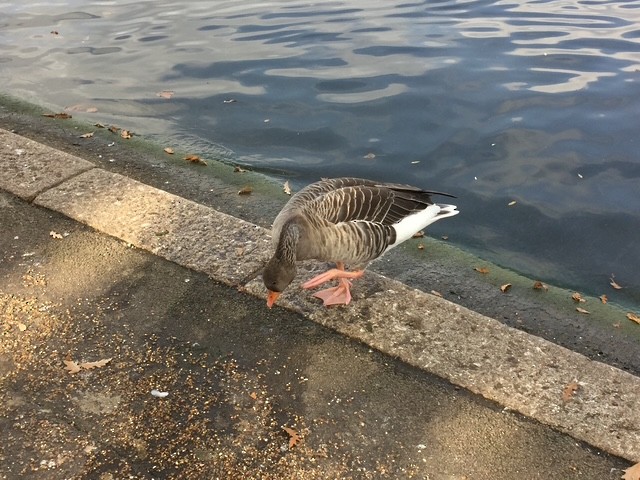 Graylag Goose - ML638611524