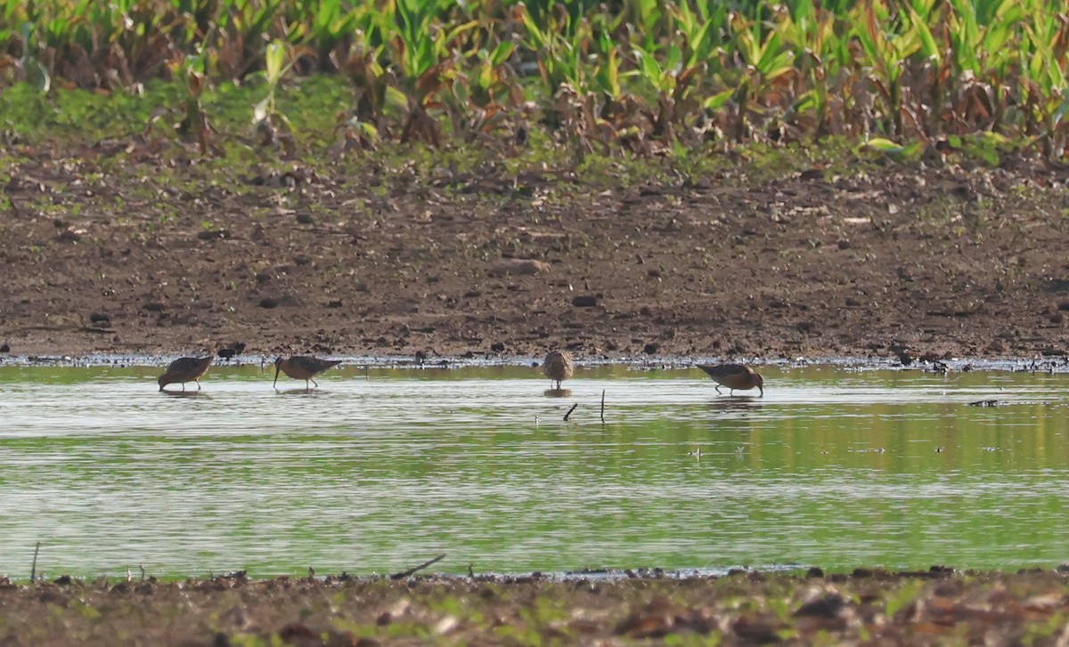 Short-billed Dowitcher - ML638611563
