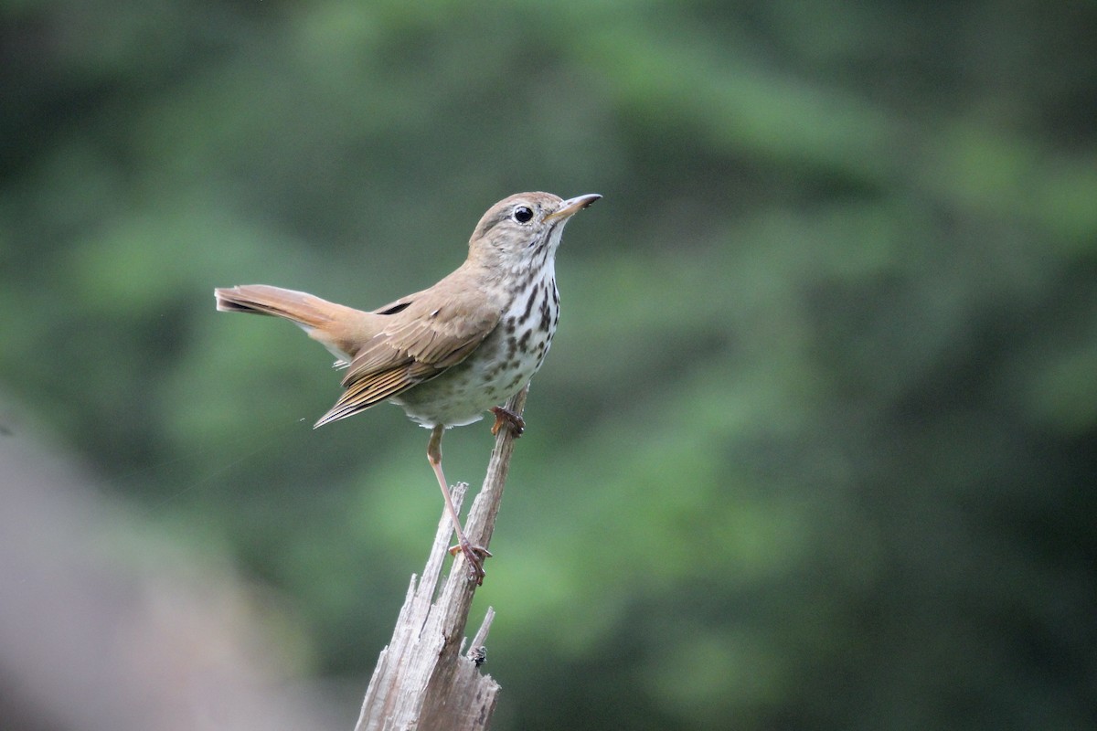 Hermit Thrush (faxoni/crymophilus) - ML638611588