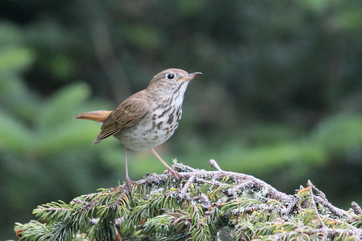 Hermit Thrush (faxoni/crymophilus) - ML638611589