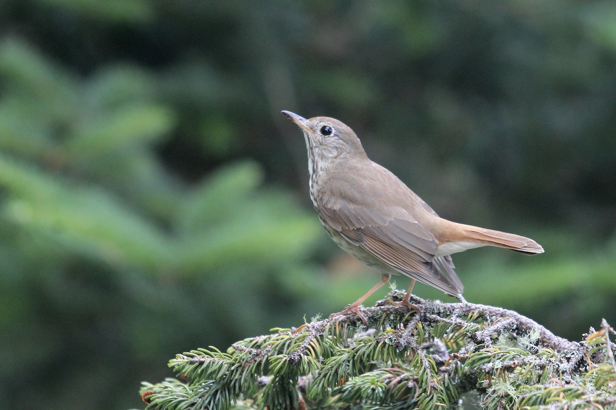 Hermit Thrush (faxoni/crymophilus) - ML638611590