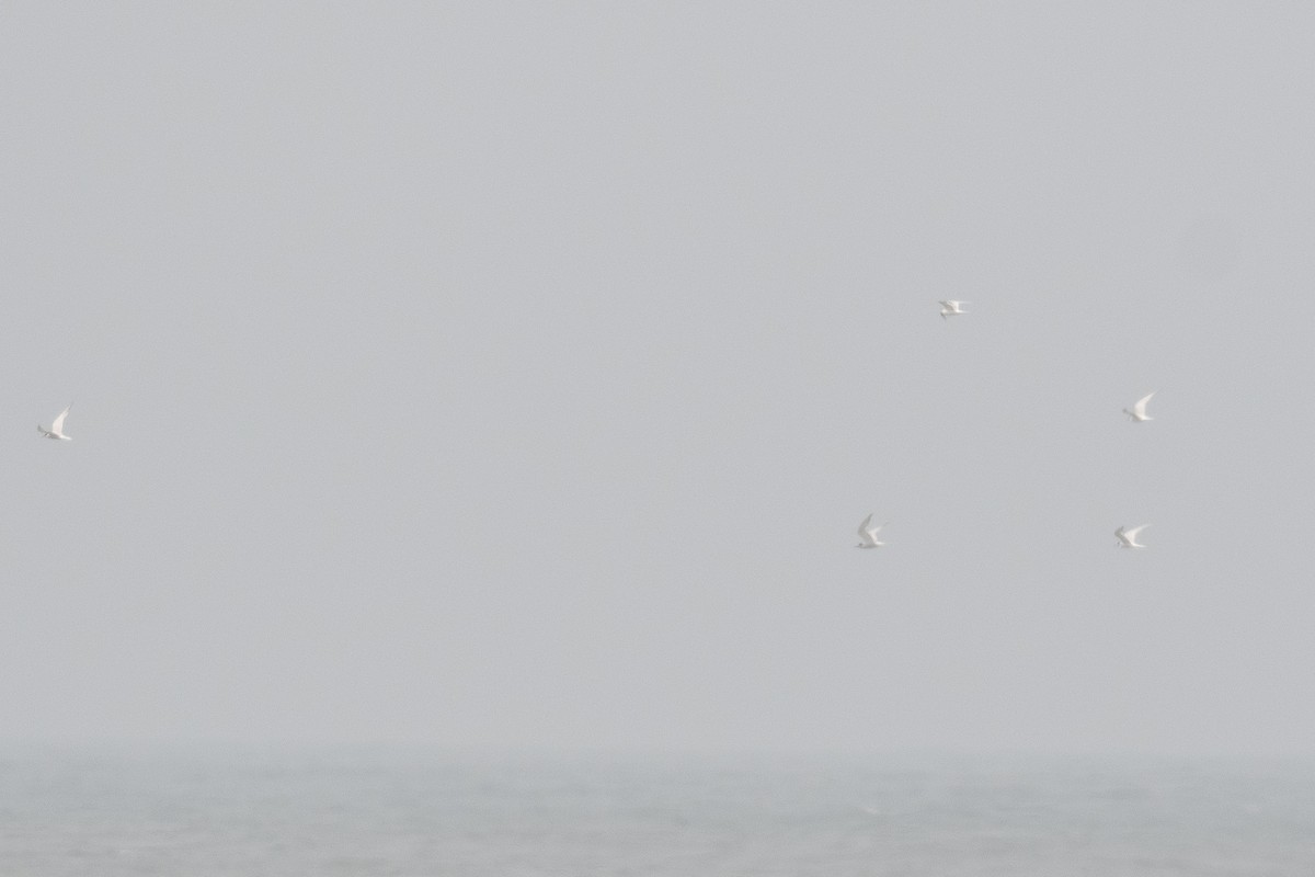 South American Tern - ML638611597