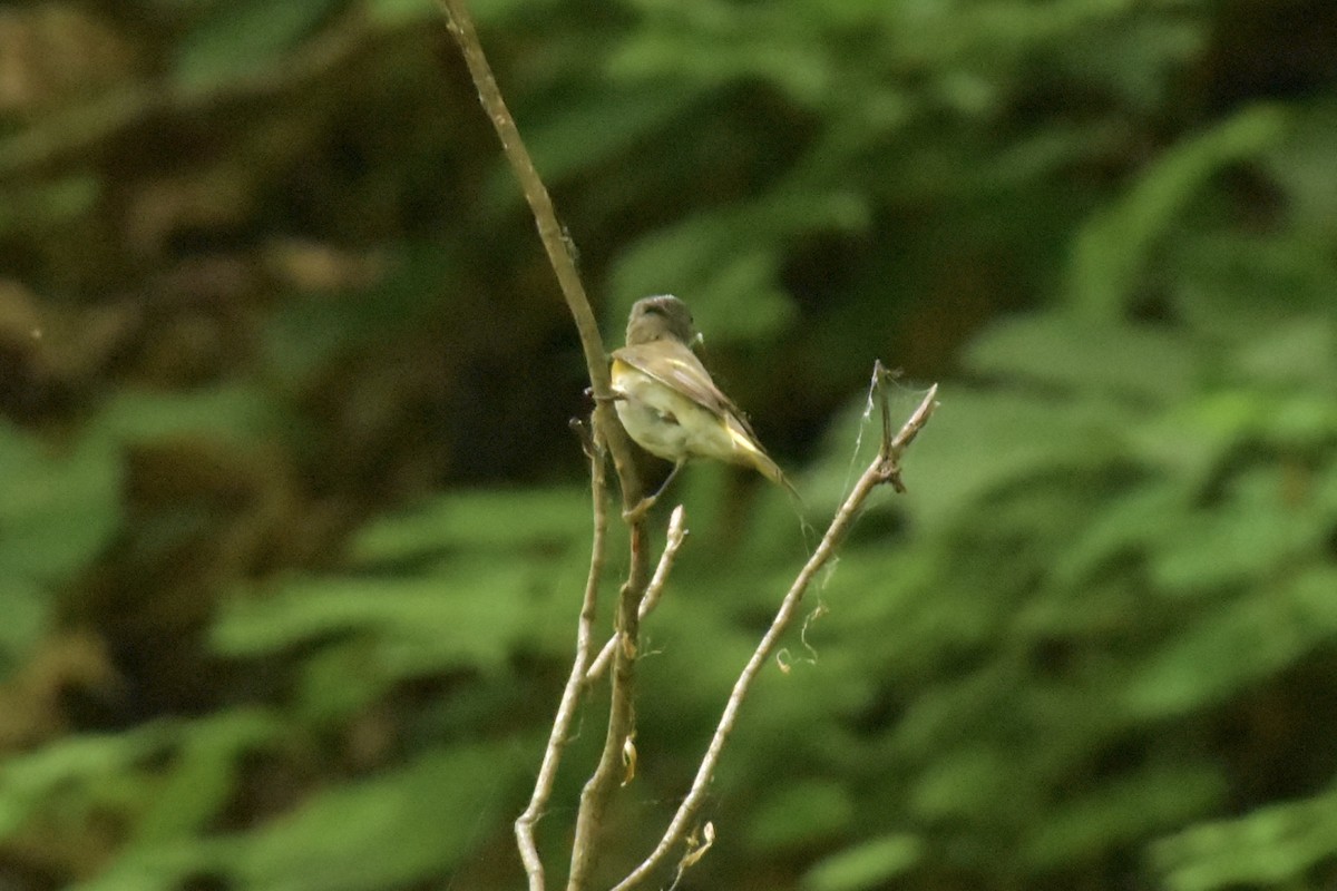 American Redstart - ML638611604