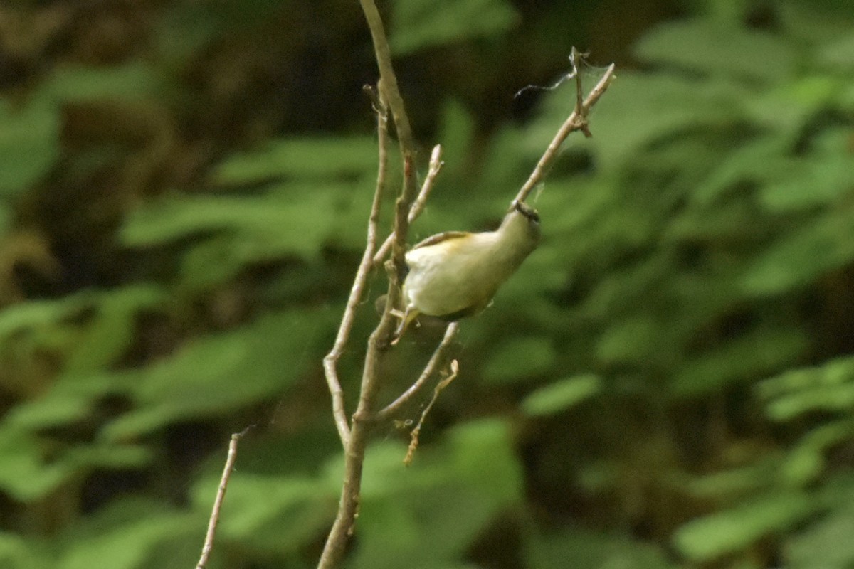 American Redstart - ML638611605