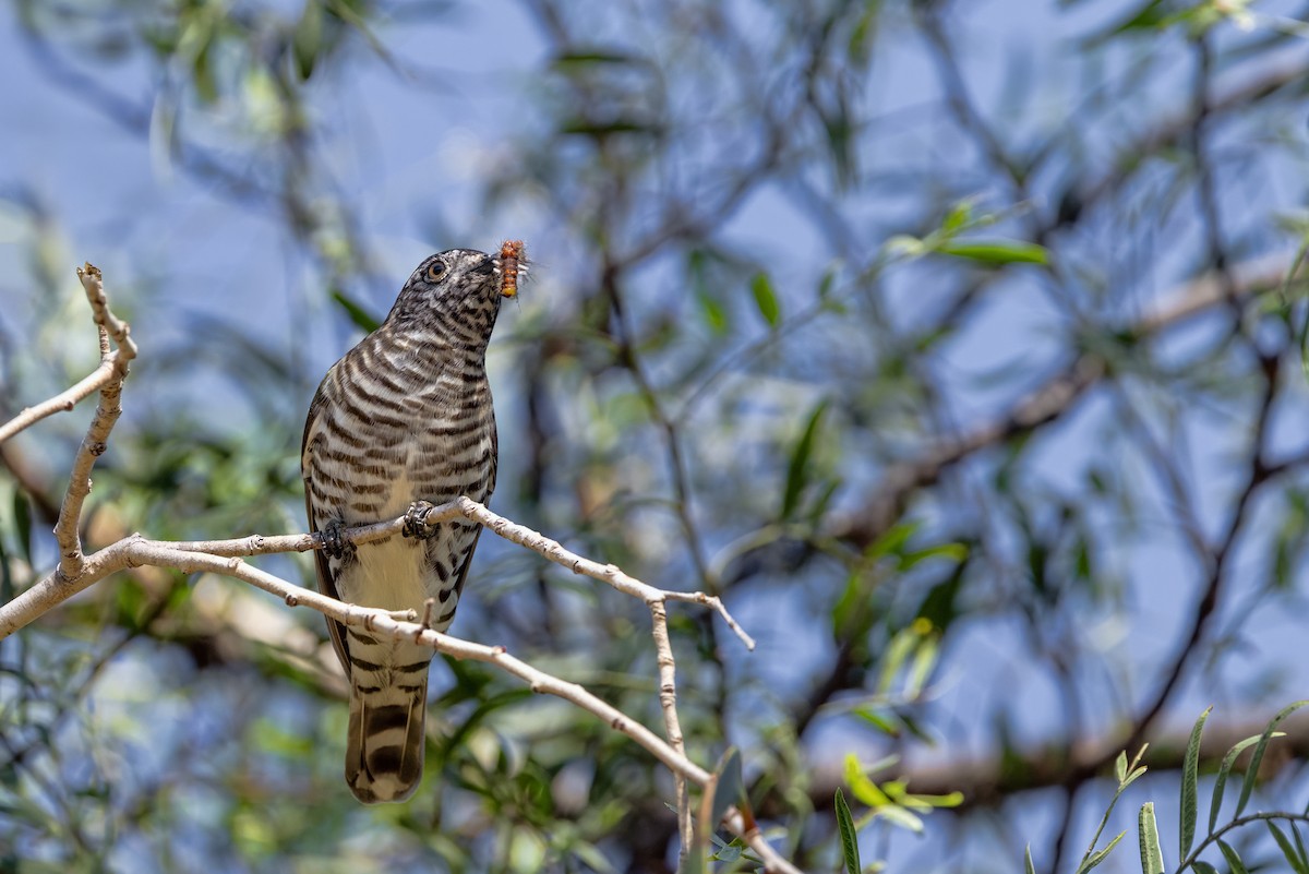 Shining Bronze-Cuckoo - ML638611625