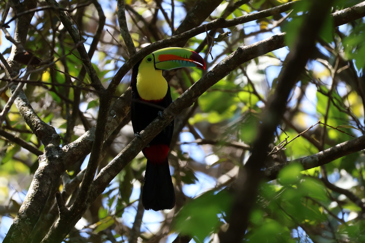 Keel-billed Toucan - ML638611643