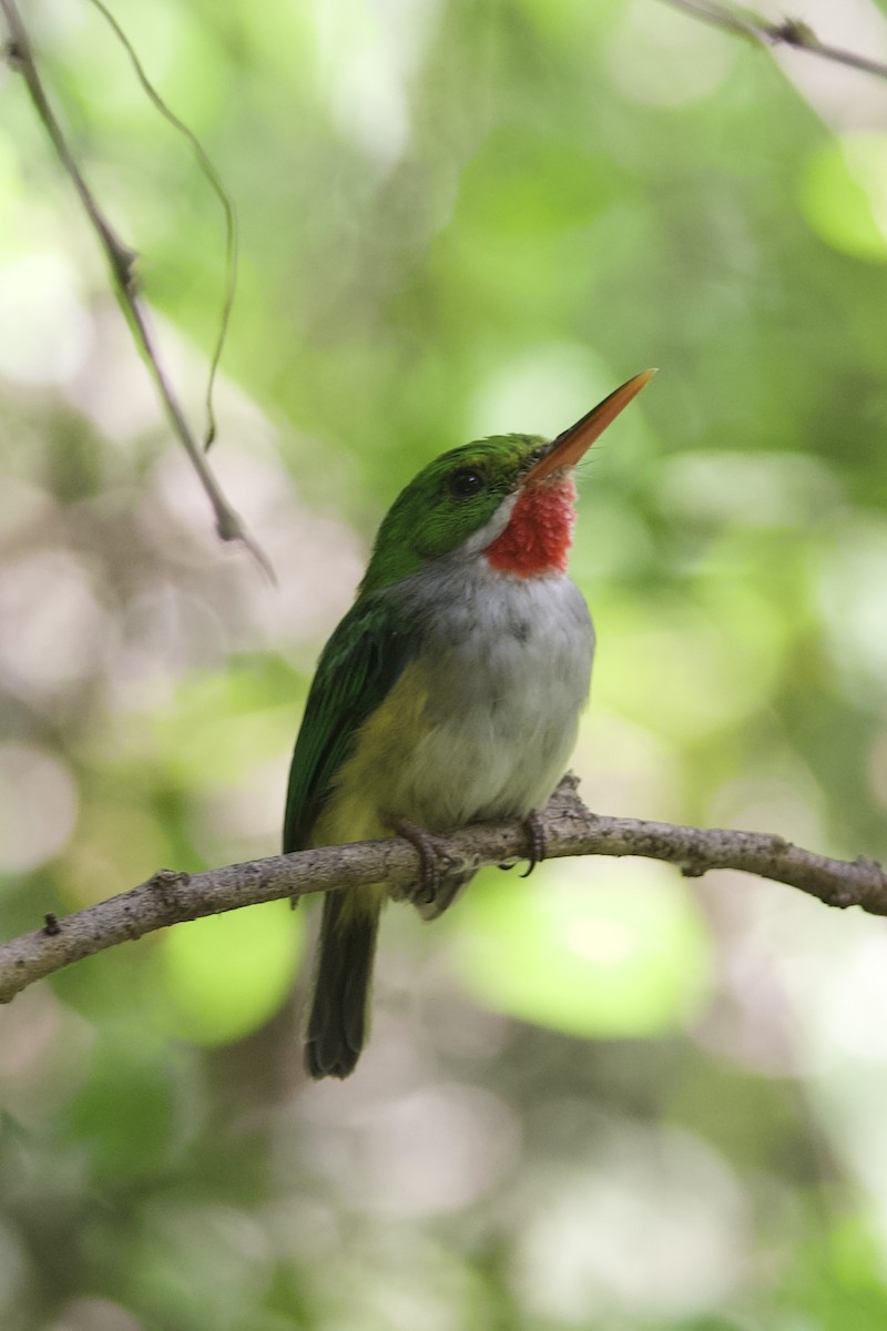 Puerto Rican Tody - ML638611650
