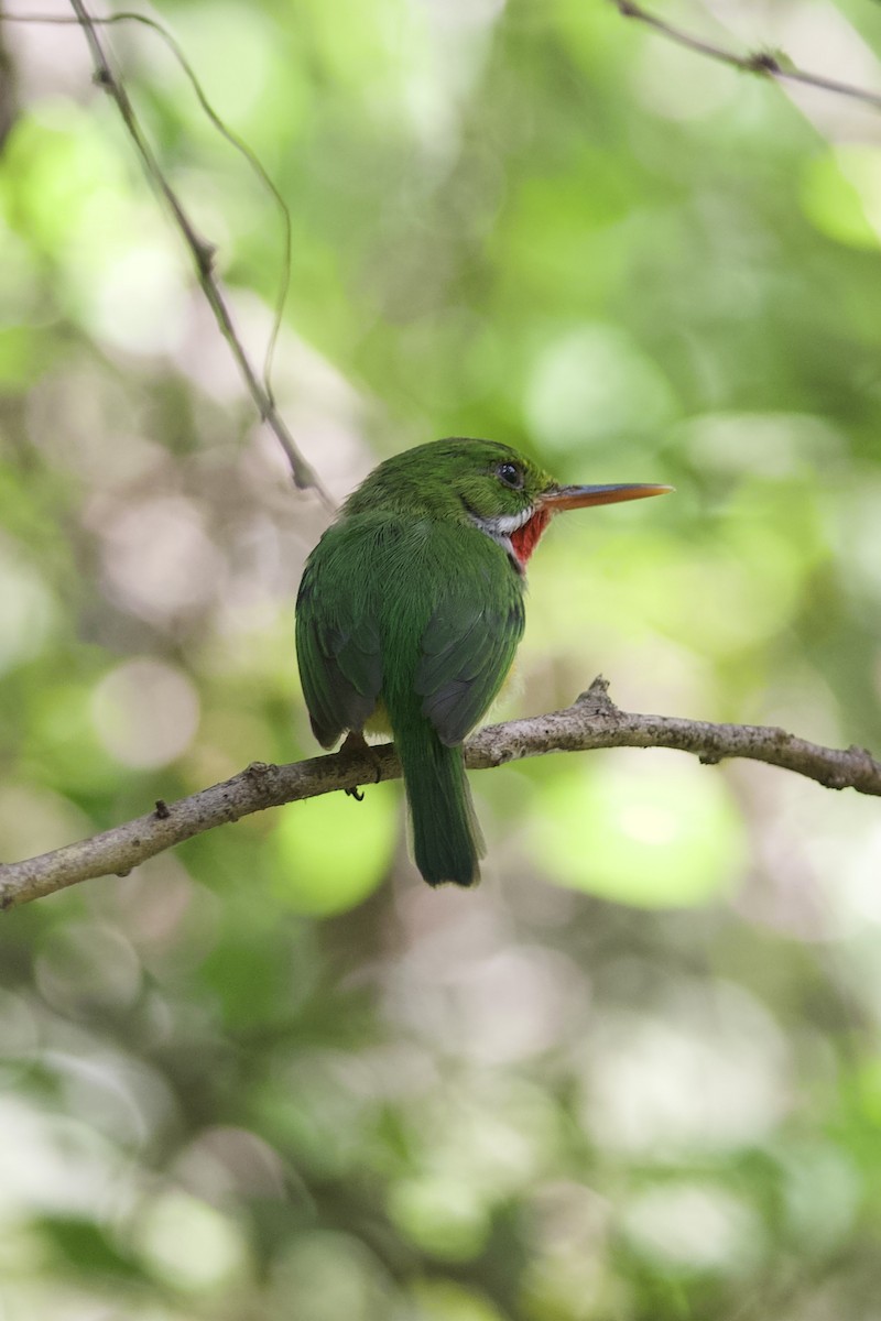 Puerto Rican Tody - ML638611651