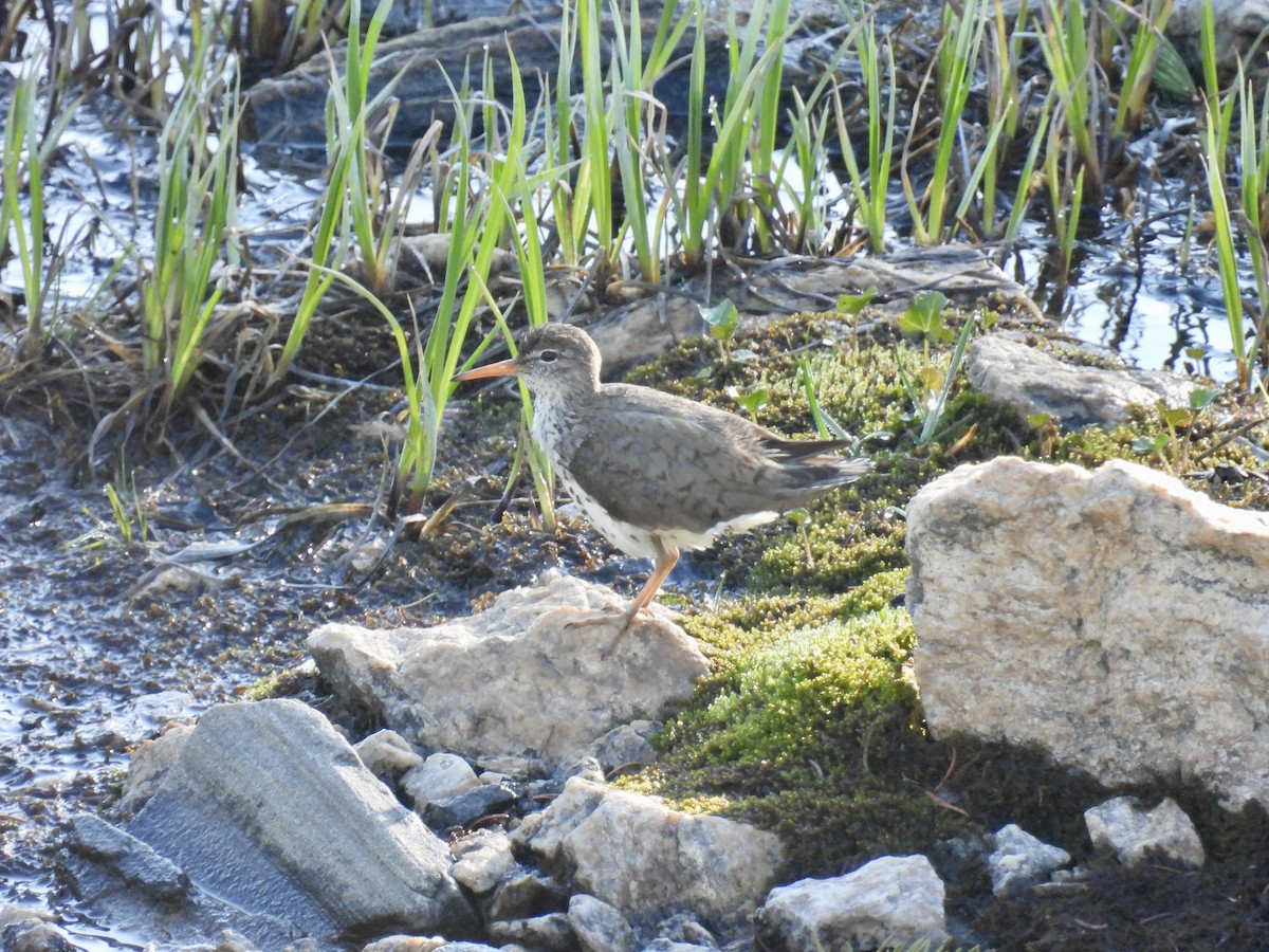 Spotted Sandpiper - ML638611676