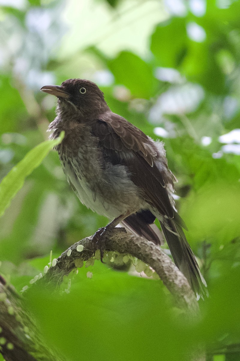 Pearly-eyed Thrasher - ML638611682