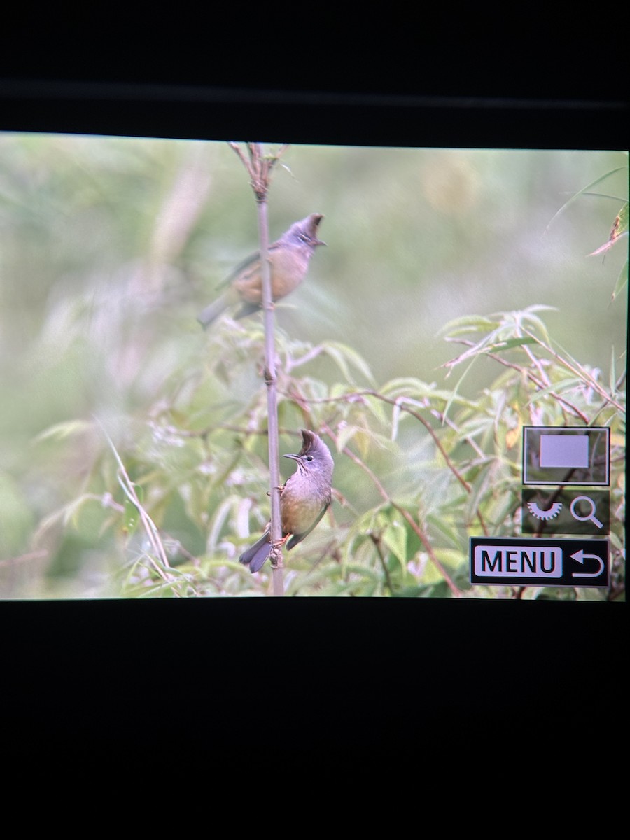 Stripe-throated Yuhina - ML638611698