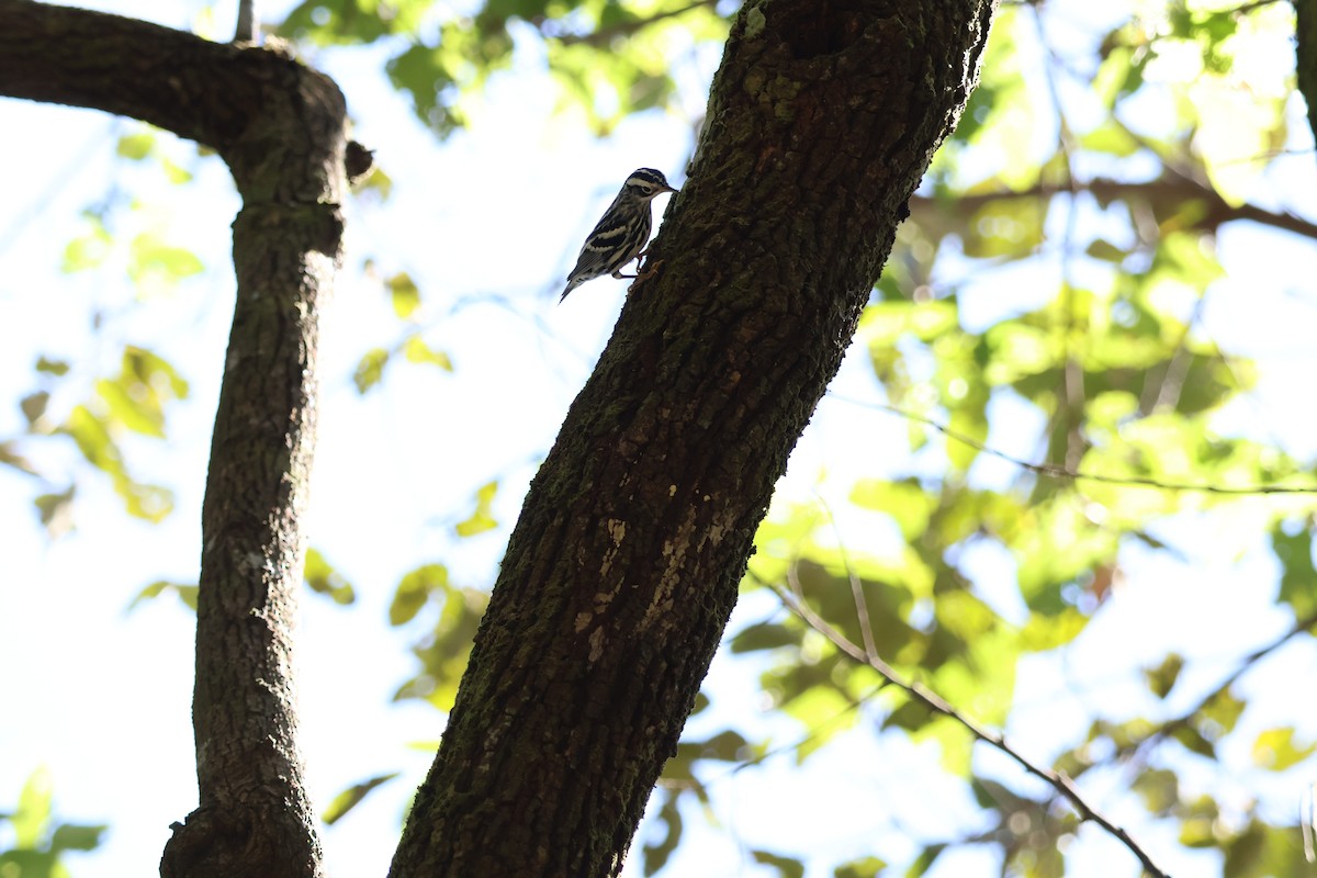 Black-and-white Warbler - ML638611714