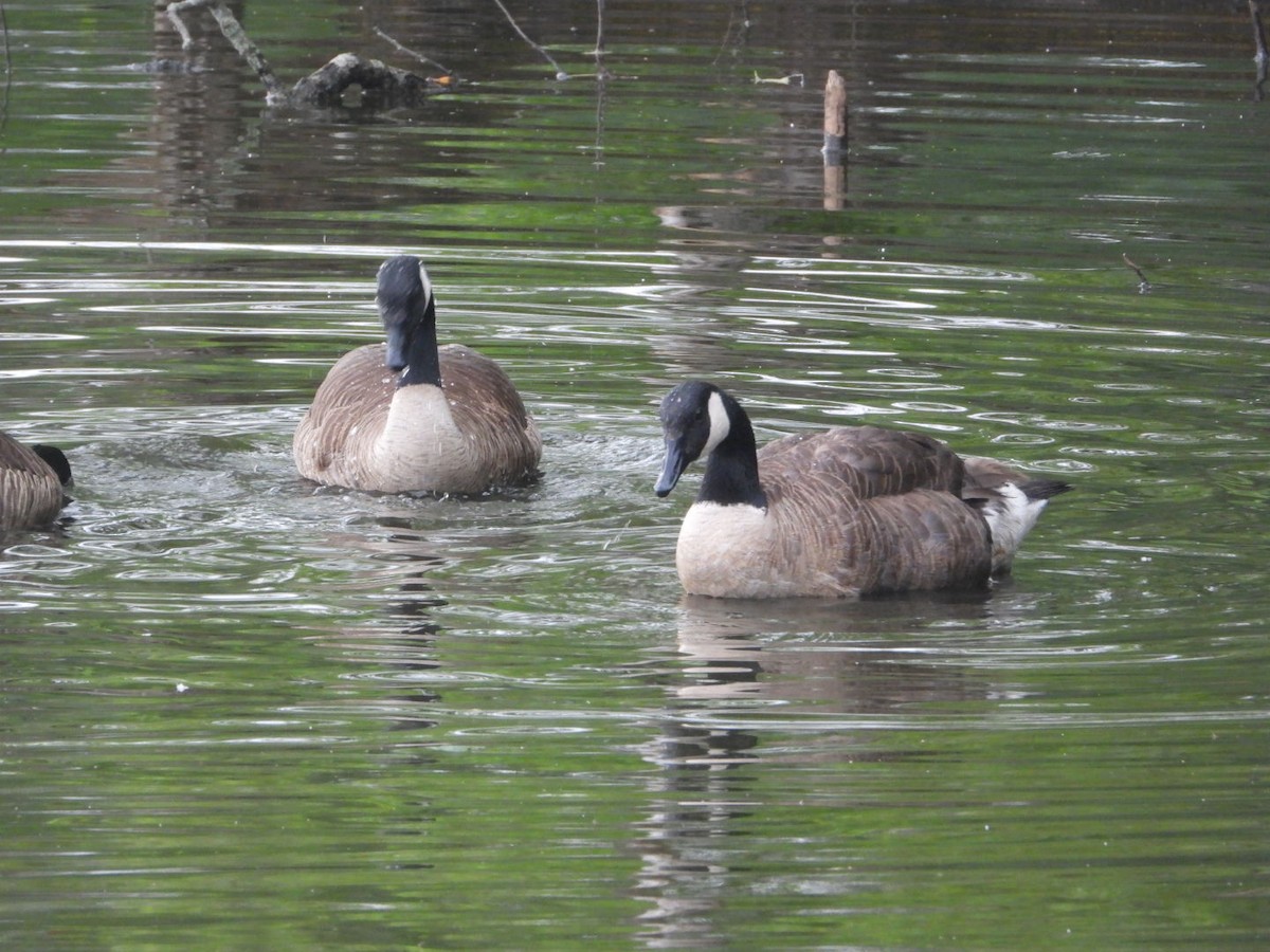 Canada Goose - ML638611740