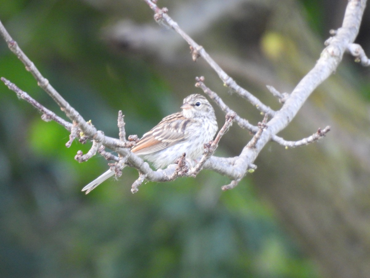 Chipping Sparrow - ML638611777