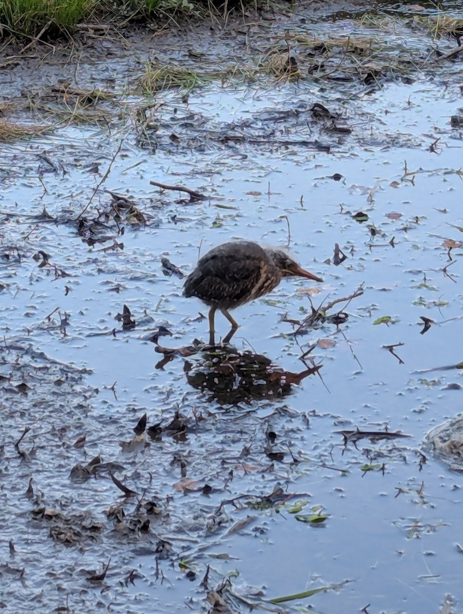 Green Heron - ML638611792