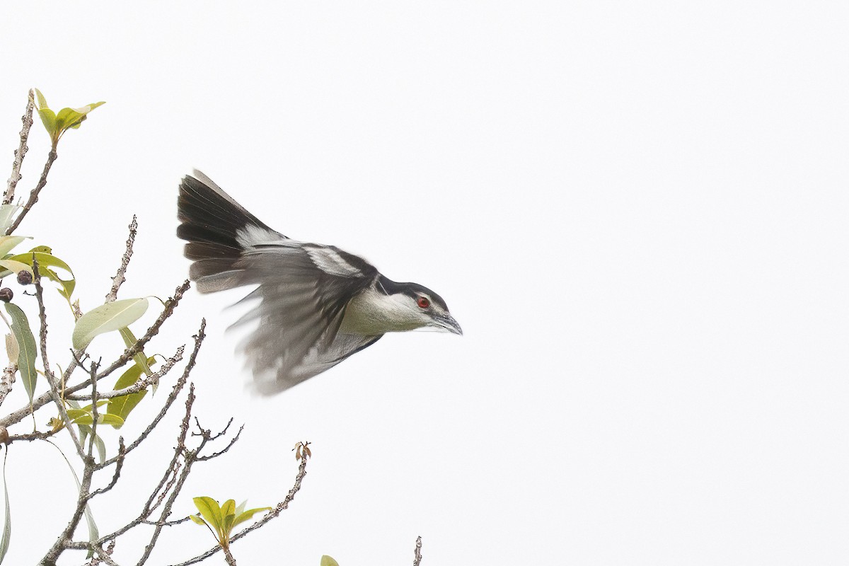 Black-backed Puffback - ML638611798