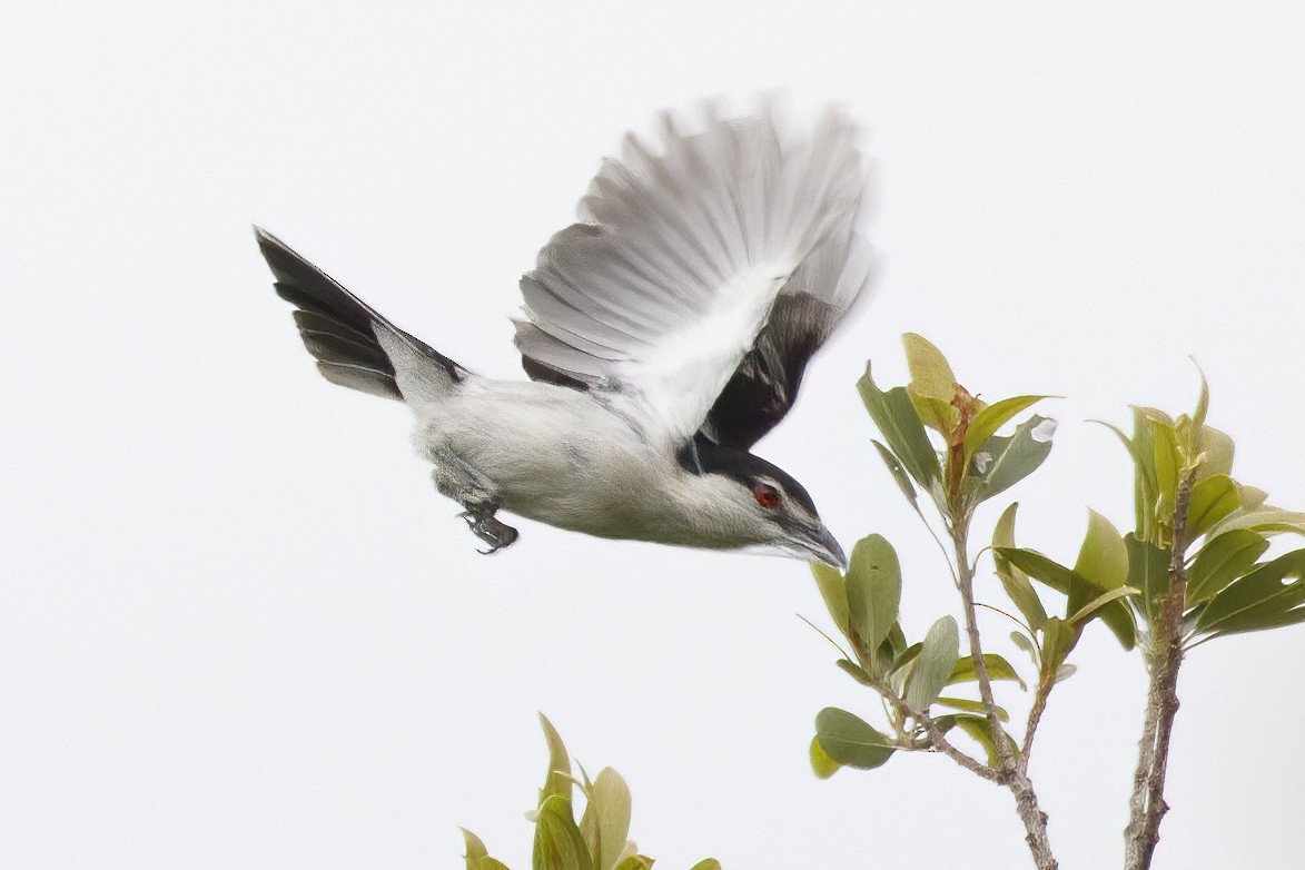 Black-backed Puffback - ML638611804