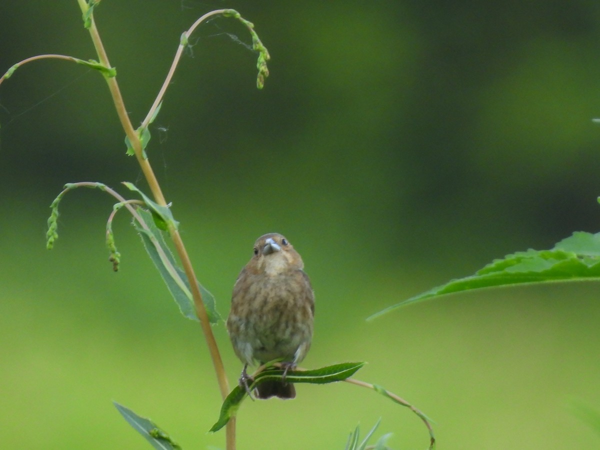Indigo Bunting - ML638611821