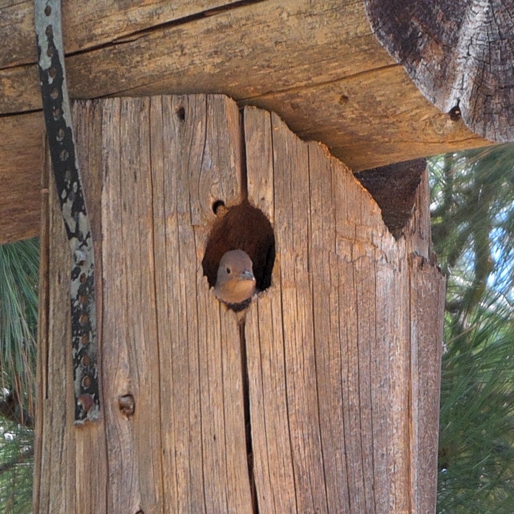 Northern Flicker - ML638611824