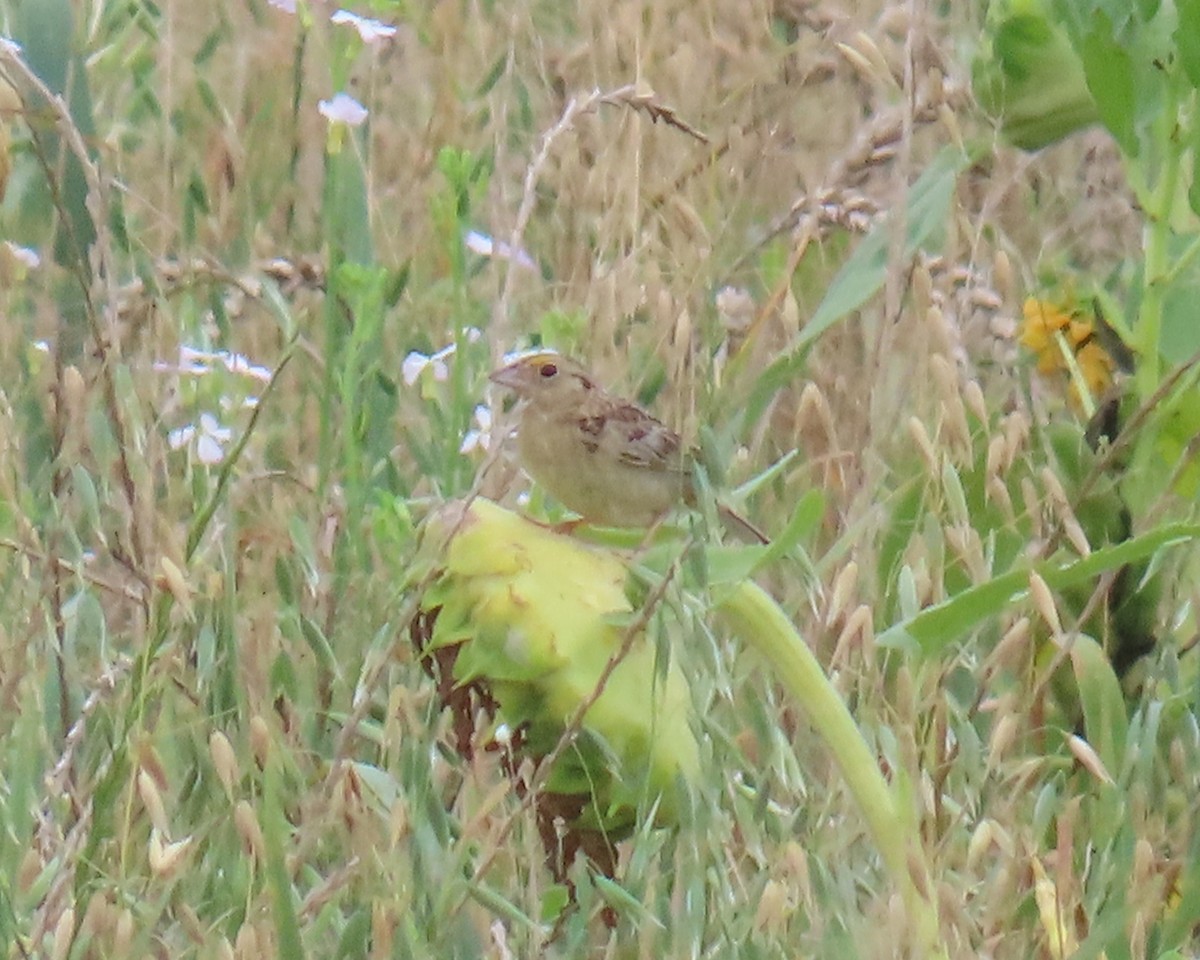 Grasshopper Sparrow - ML638611836
