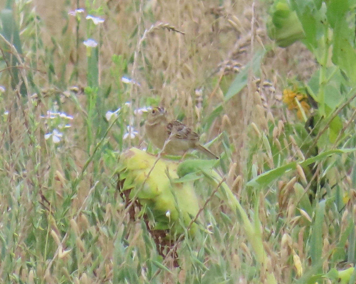 Grasshopper Sparrow - ML638611837