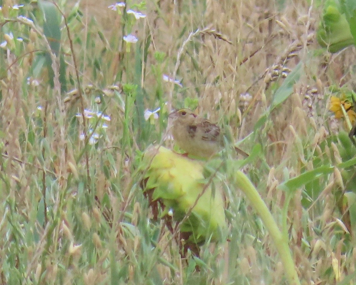 Grasshopper Sparrow - ML638611839
