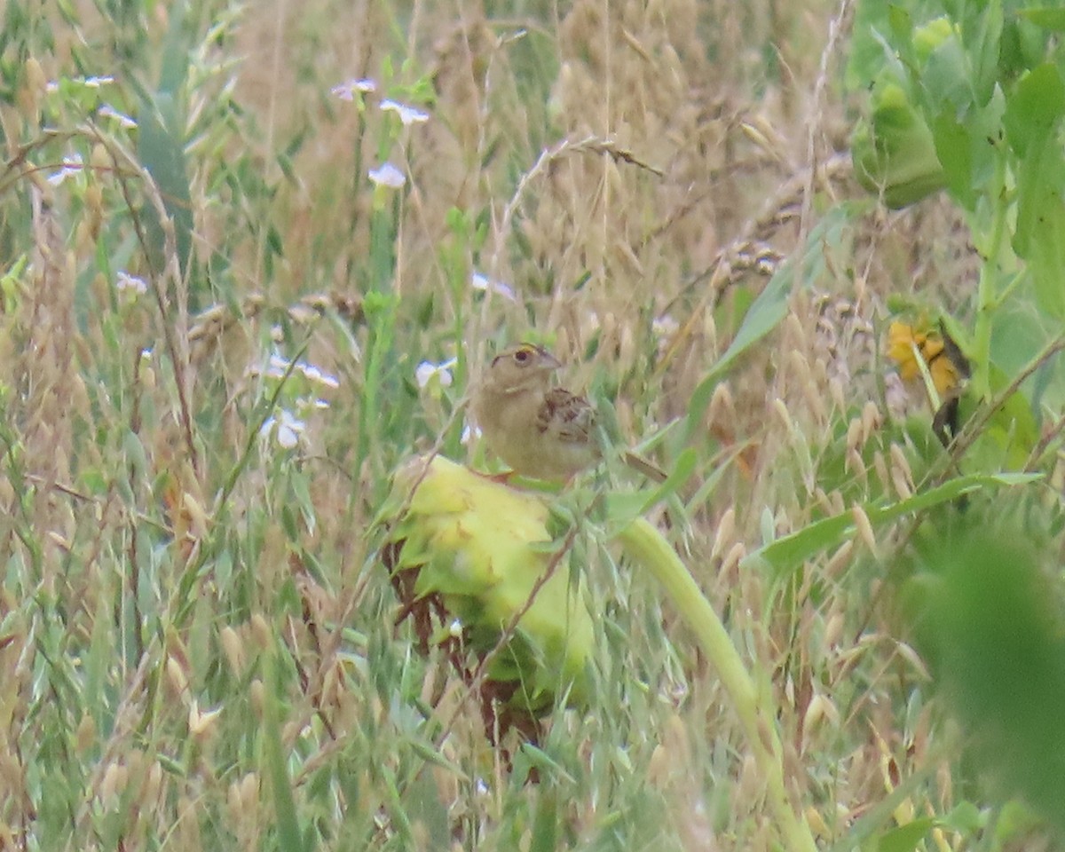 Grasshopper Sparrow - ML638611840