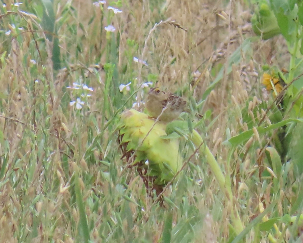 Grasshopper Sparrow - ML638611841