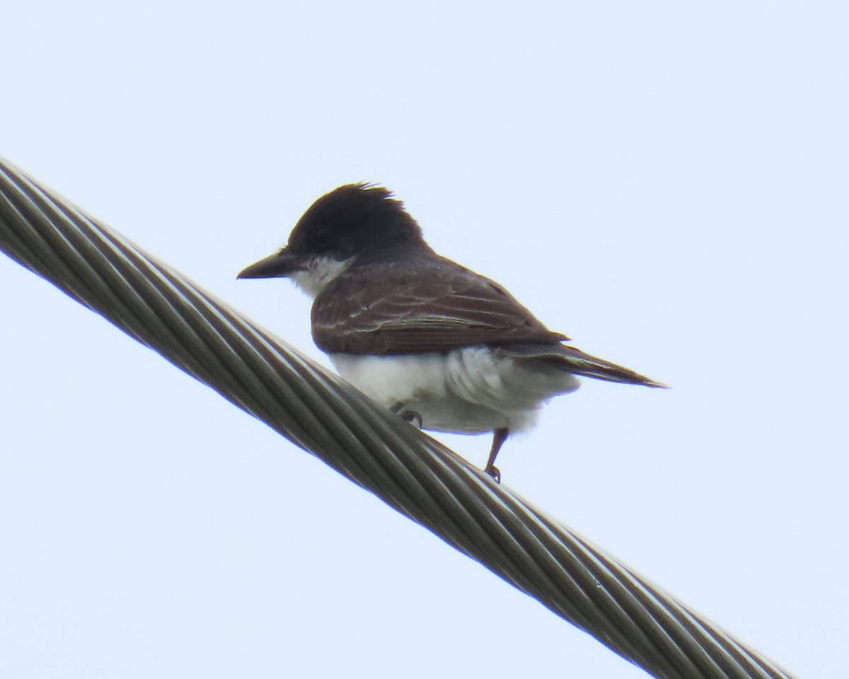 Eastern Kingbird - ML638611849
