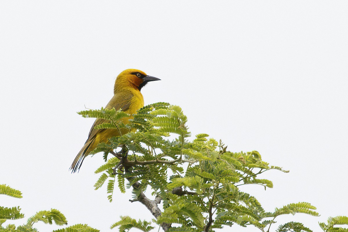 Spectacled Weaver - ML638611881