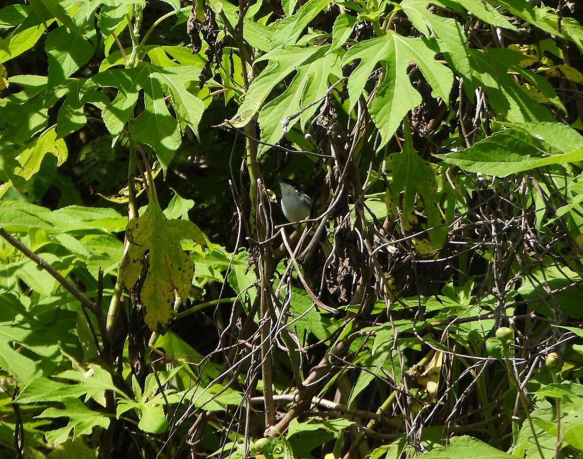 Tropical Gnatcatcher - ML638611890