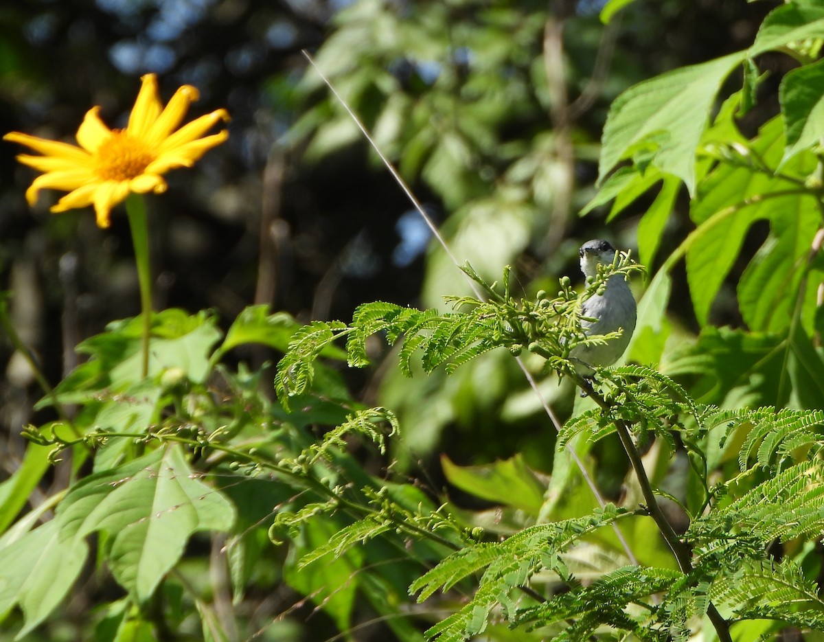 Tropical Gnatcatcher - ML638611891