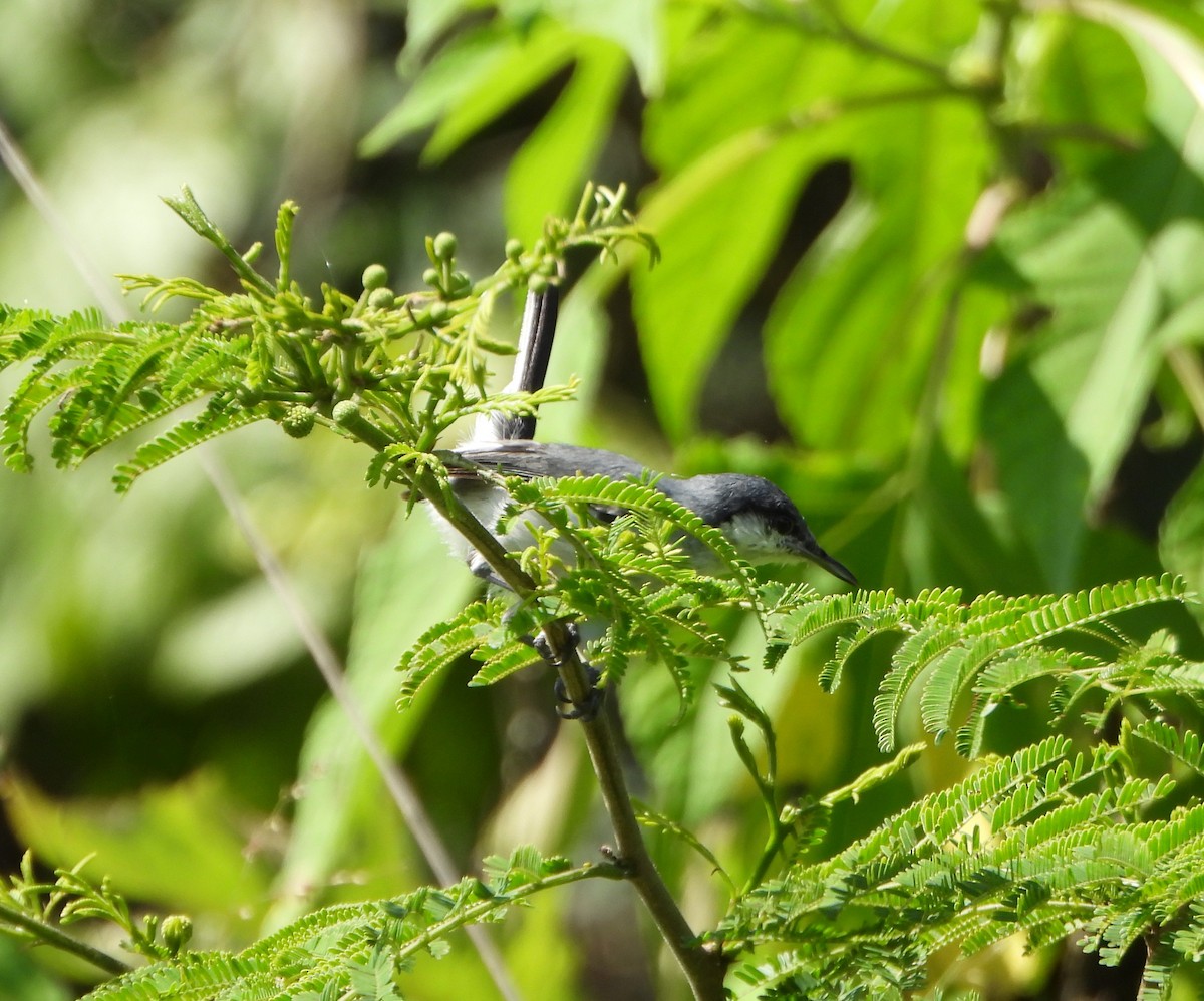 Tropical Gnatcatcher - ML638611892