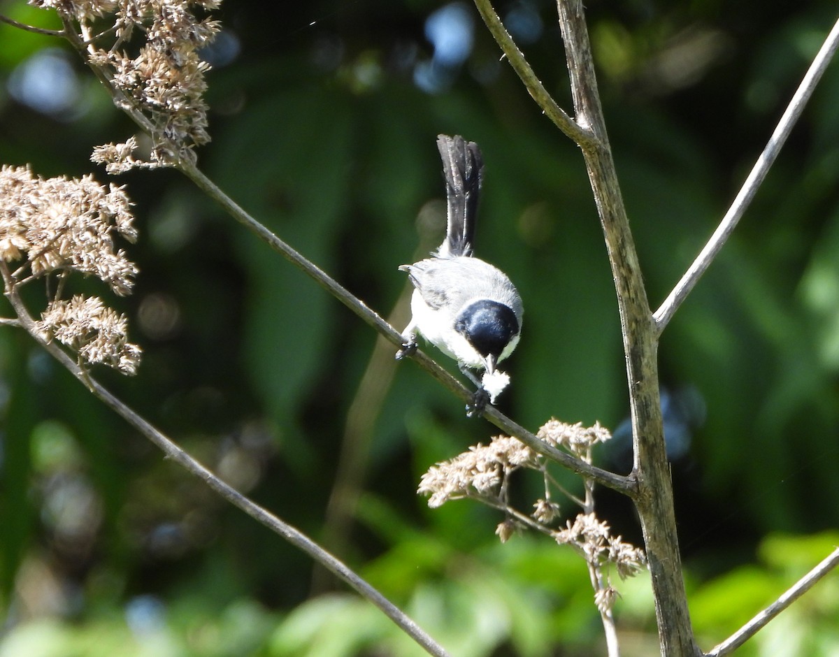 Tropical Gnatcatcher - ML638611893