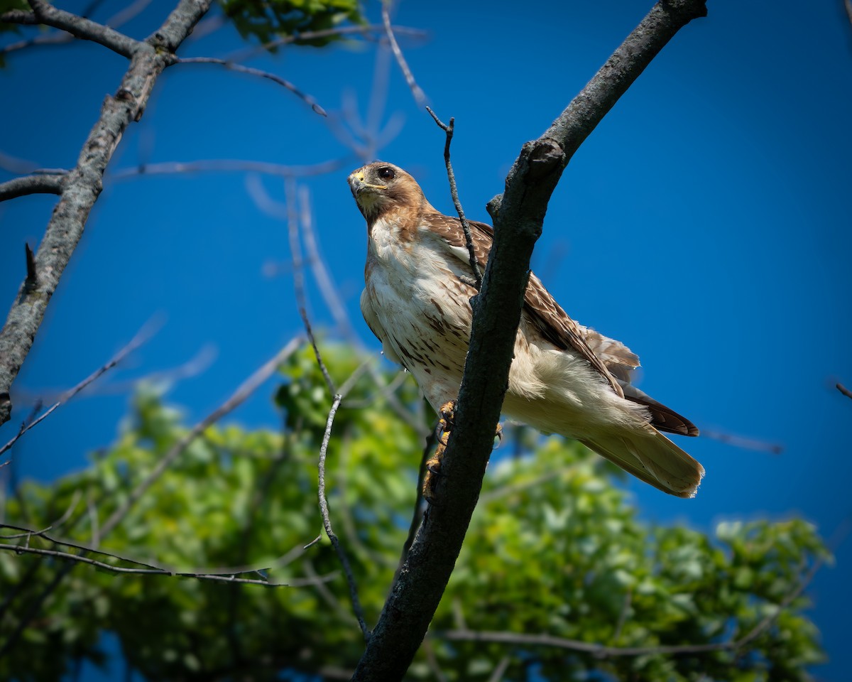 Red-tailed Hawk - ML638611895