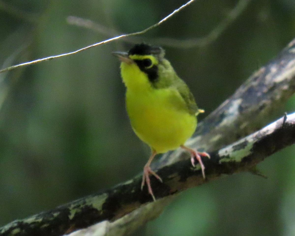 Kentucky Warbler - ML638611923