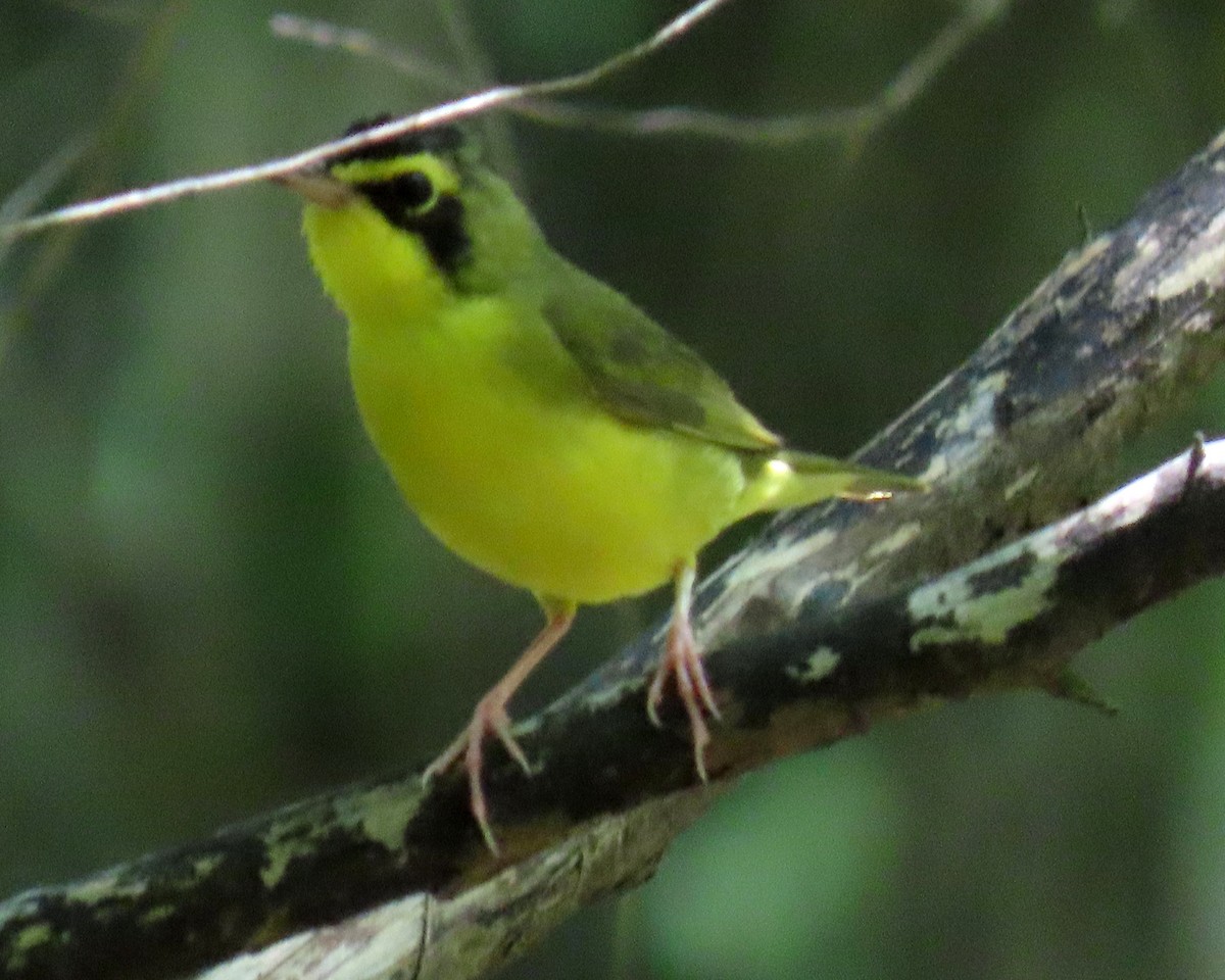 Kentucky Warbler - ML638611924