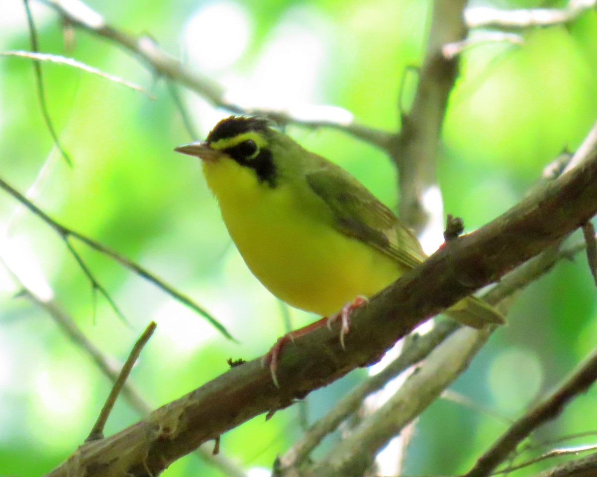Kentucky Warbler - ML638611925
