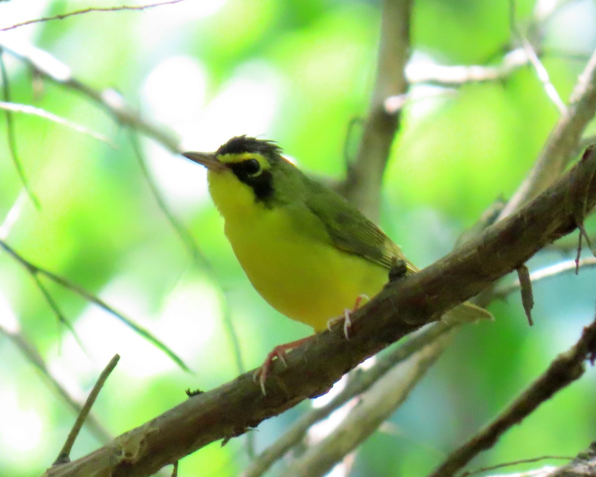 Kentucky Warbler - ML638611926