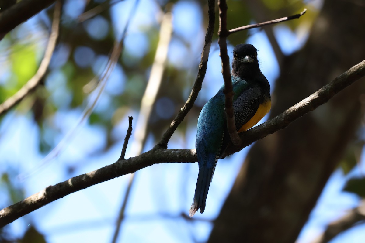 Gartered Violaceous Trogon - ML638611933