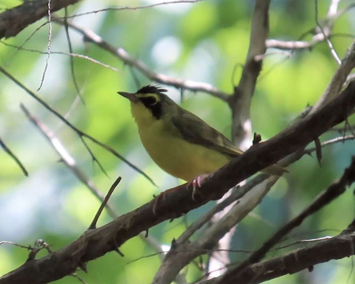 Kentucky Warbler - ML638611936