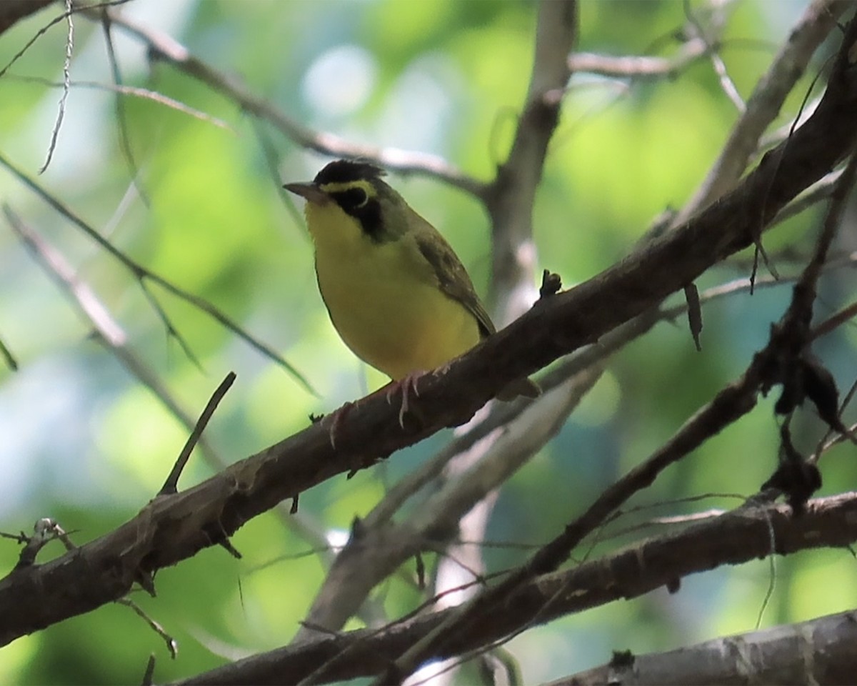 Kentucky Warbler - ML638611937