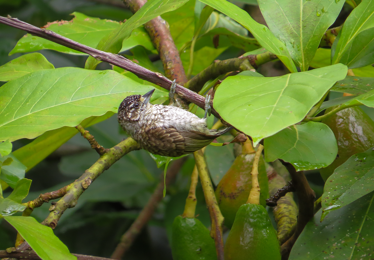 Scaled Piculet - ML638611945