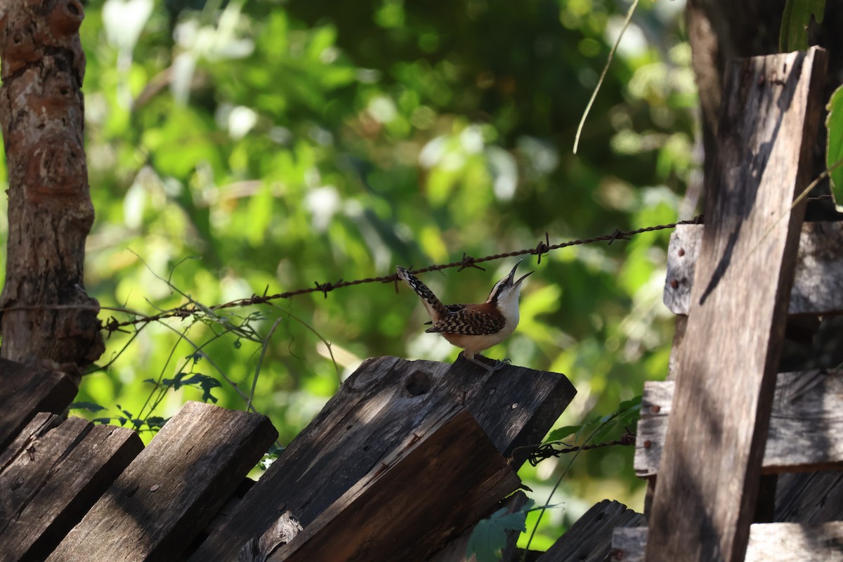Rufous-backed Wren - ML638611986