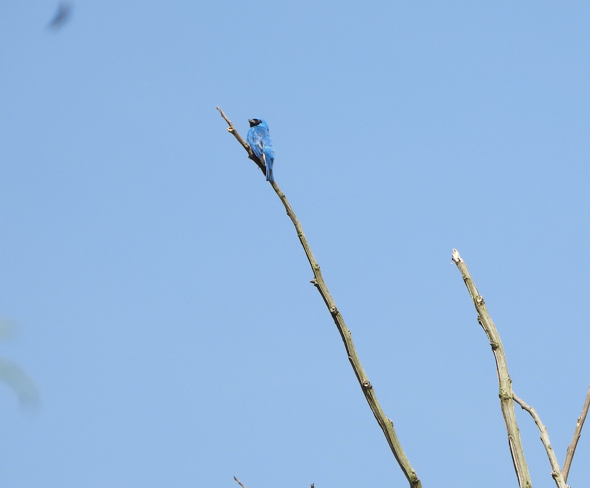 Swallow Tanager - ML638612000