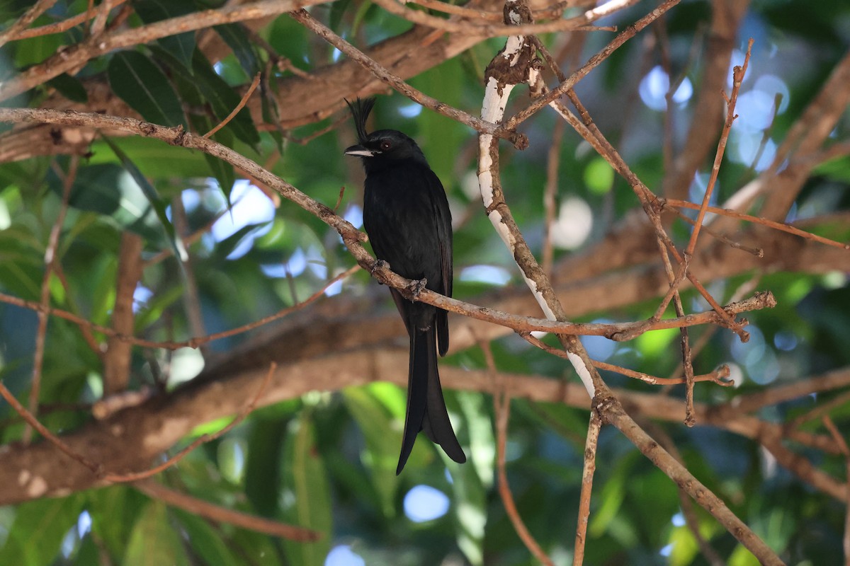 Crested Drongo - ML638612002